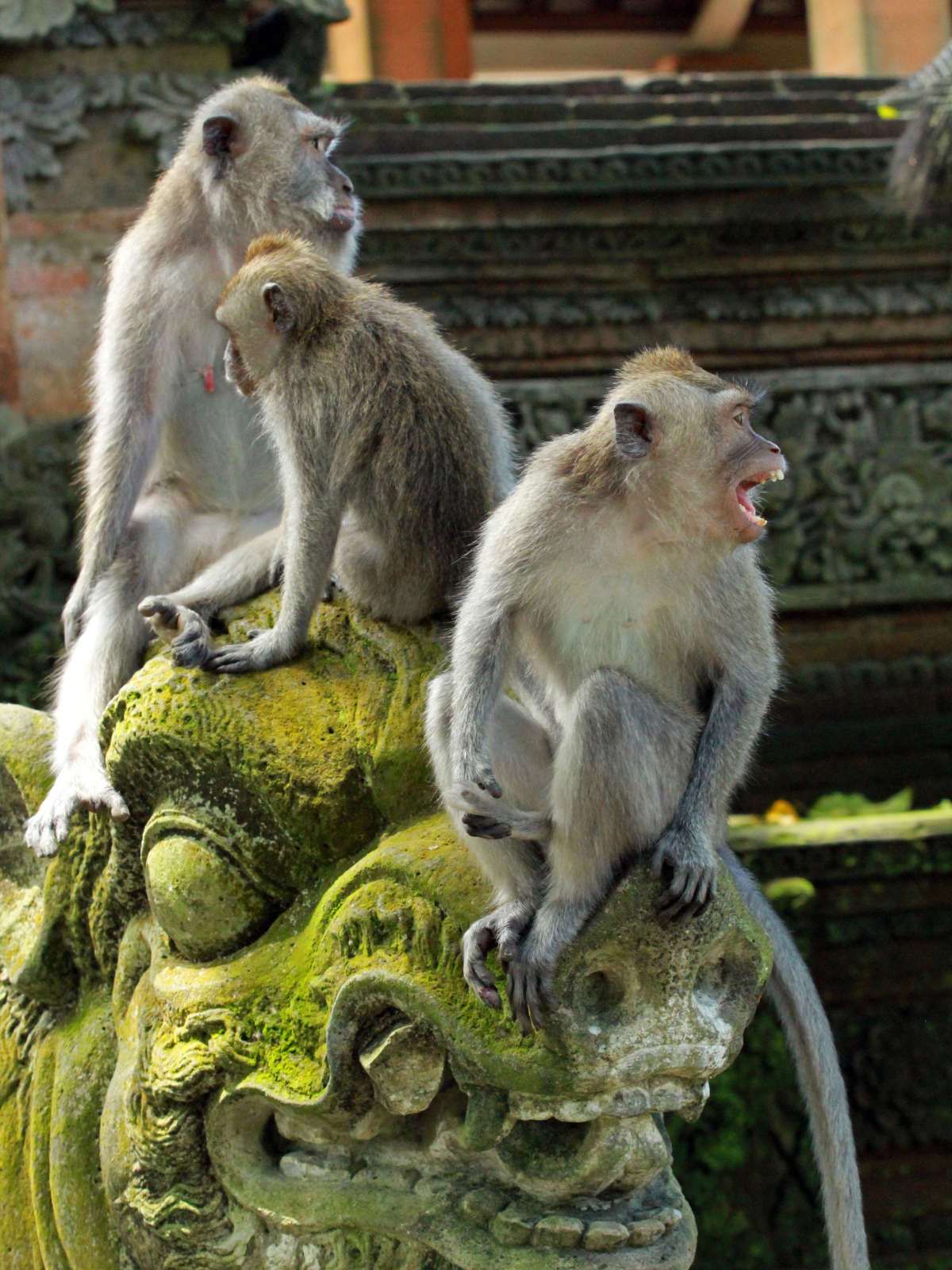 monkey forest ubud